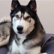 Woman Sits Her Dog Down And Tells Him That He’s Adopted