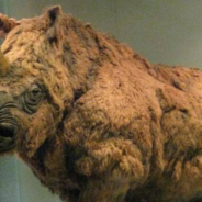 Young Woolly Rhino Found Perfectly Preserved In Russia