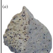 10,000-Year-Old Bone Fragment From Ancient Dog Sheds Light On Shared History With Humans