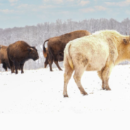 A Rare White Bison Has Been Spotted In The Ozark Mountains