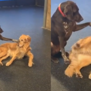 Adorable Dog Always Makes Sure To Pet Each Of His Friends At Doggie Daycare