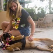 After Years Of Brave Service, Former Military K-9 Flown 4,000 Miles To Reunite With Her Handler