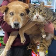 Blind Dog And His ‘Seeing Eye’ Cat Get Adopted Into The “Perfect Home” Together