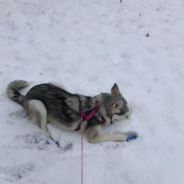 Blind Husky Can’t Wait To Be Let Outside And Play In The Snow