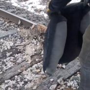 Bobcat Frozen To Tracks Freed Shortly Before Speeding Train Passes By