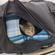 Bomb Squad Called To Investigate A Suspicious Bag And Finds A Little Of Kittens