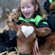 Calf Born On Valentine’s Day With A Perfect, Heart-Shaped Marking On Her Head