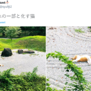 Cat Caught Taking A Nap In The Middle Of A Japanese Zen Garden