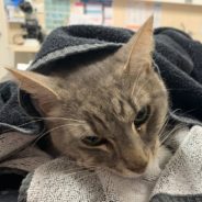 Cat Dies After Saving Family Members From Deadly Snake Bite