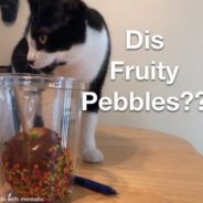 Cereal-Obsessed Cat Receives A Custom Fruity Pebbles Box With His Face On It