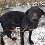 Cruel Owner Arrested After Leaving 8 Dogs Outside For Days In Texas Cold Freeze