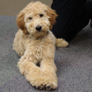 Cute Goldendoodle Lands Gig As Police Department’s New Therapy Dog