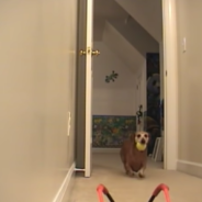 Dachshund Keeps Himself Entertained With An Automatic Ball Throwing Machine