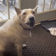 Deaf Dog Tries Her Best To Bark Based On What She Has Seen Other Dogs Do