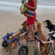 Disabled Dogs In Wheelchairs Go To The Beach And Run In The Sand For The First Time