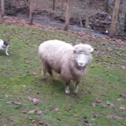 Dog And Sheep Play An Adorable Game Of Hide-And-Go-Seek