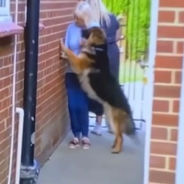 Dog Appears To Walk Through A Wall In Optical Illusion Video