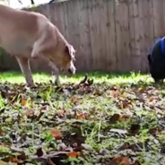 Dog Goes Crazy Whenever He Gets To Play With His Pig BFF