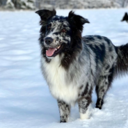 Dog Outsmarts His Owner To Get Two Treats Instead Of One