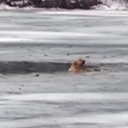 Duck-Chasing Golden Retriever Falls Into Icy New York Pond And Is Rescued Just In Time