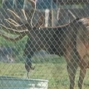 Elk Saves Drowning Marmot From His Water Trough