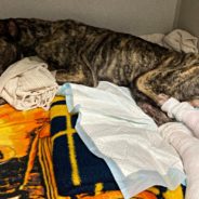 Emaciated Dog Fighting For His Life After Being Dumped In Shelter’s Parking Lot