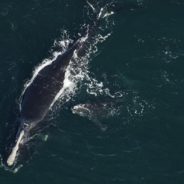 Endangered Baby Whale With Propeller Wounds Found Dead On Florida Beach