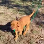 Exuberant Puppy Takes Wild Horse For A Walk All By Himself And The Video Has Gone Viral