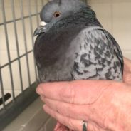 Family Rescues Frozen Pigeon That ‘Asked For Help’