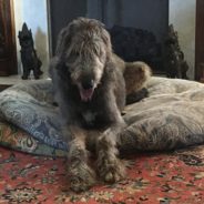 Family Reunites With Irish Wolfhound After A Car Accident Separated Them