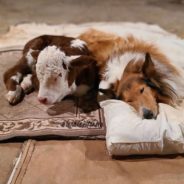 Farm Dog Cuddles Newborn Calf To Keep Warm During Freezing Winter Cold