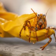 Fisherman Catches ‘1 in 30 Million’ Yellow Lobster And Donates It To Marine Science Center