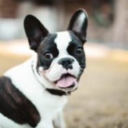 French Bulldogs Are Being Stolen At An Alarming Rate