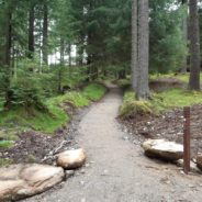 Golden Retriever Lost In Snowy Wicklow Mountains For Two Weeks Is Rescued By Hikers