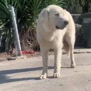 Great Pyrenees Found Living On The Streets Is Given A Better Life