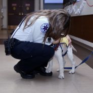 ‘Hero’ Service Dog Is Given Proper Send Off After Comforting Hospital Staff During Pandemic