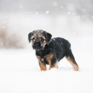 How Do You Know If It’s Too Cold For Your Dog To Be Outside?