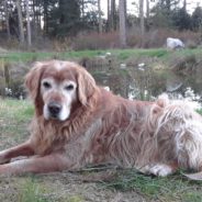 Island Community Comes Together To Find Deaf Senior Dog That Had Gone Missing