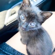 Kitten Gets Starbucks Whipped Cream To Celebrate Being Adopted