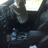 Koala Rescued After A 5-Car Pileup On Australian Freeway