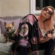 Lady Gaga’s French Bulldogs Stolen At Gunpoint, Dog Walker Shot, In Hollywood Dog-Napping