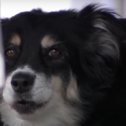 Late Dog Owner’s Will Leaves $5 Million To His Beloved Border Collie