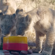 Lion Cubs At The Dallas Zoo Pick The Kansas City Chiefs To Win The Super Bowl