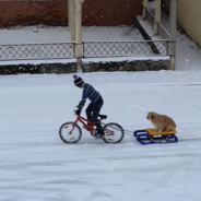 Little Dog Gets The Most Amazing Sled Ride From His BFF