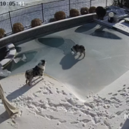 Man Issues A Warning After His Dog Nearly Drowns In Their Frozen Pool