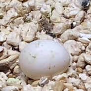 Man Rescues A Tiny Abandoned Egg And Hatches It Into A Beautiful Bird