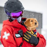 Meet Shasta: Mt. Bachelor’s Newest Avalanche Rescue Dog