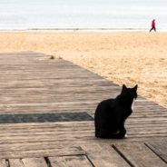 “Missing” Cat Found Sitting Next To His Own Poster In Viral Photo