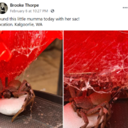 Mom Finds A Giant Spider Guarding An Egg Sac Inside Her Son’s Toy Truck