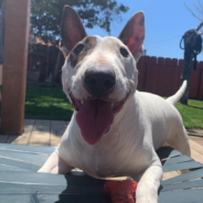 Mom Finds The Dog Playing On The Tire Swing All By Herself